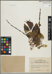 Foto von Salix pentandra L.